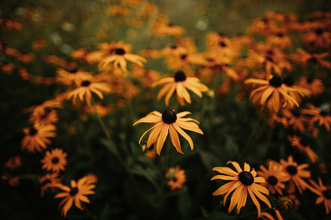 Jonas_Seaman_LaureenSeth_1031